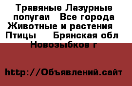 Травяные Лазурные попугаи - Все города Животные и растения » Птицы   . Брянская обл.,Новозыбков г.